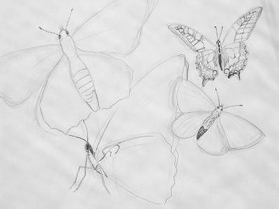 Skizze Schmetterlinge, unvollendet von Barbara Proft